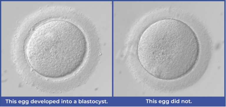An image of an egg that develops into a blastocyst beside an egg that does not.
