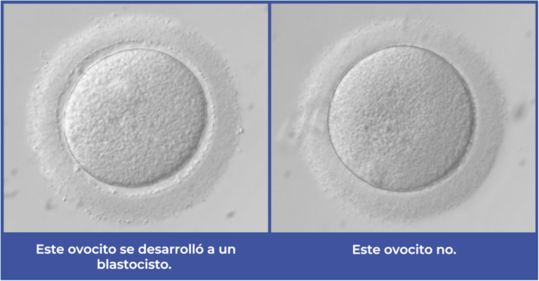 Este ovocito se desarrollo a un blastocicsto.