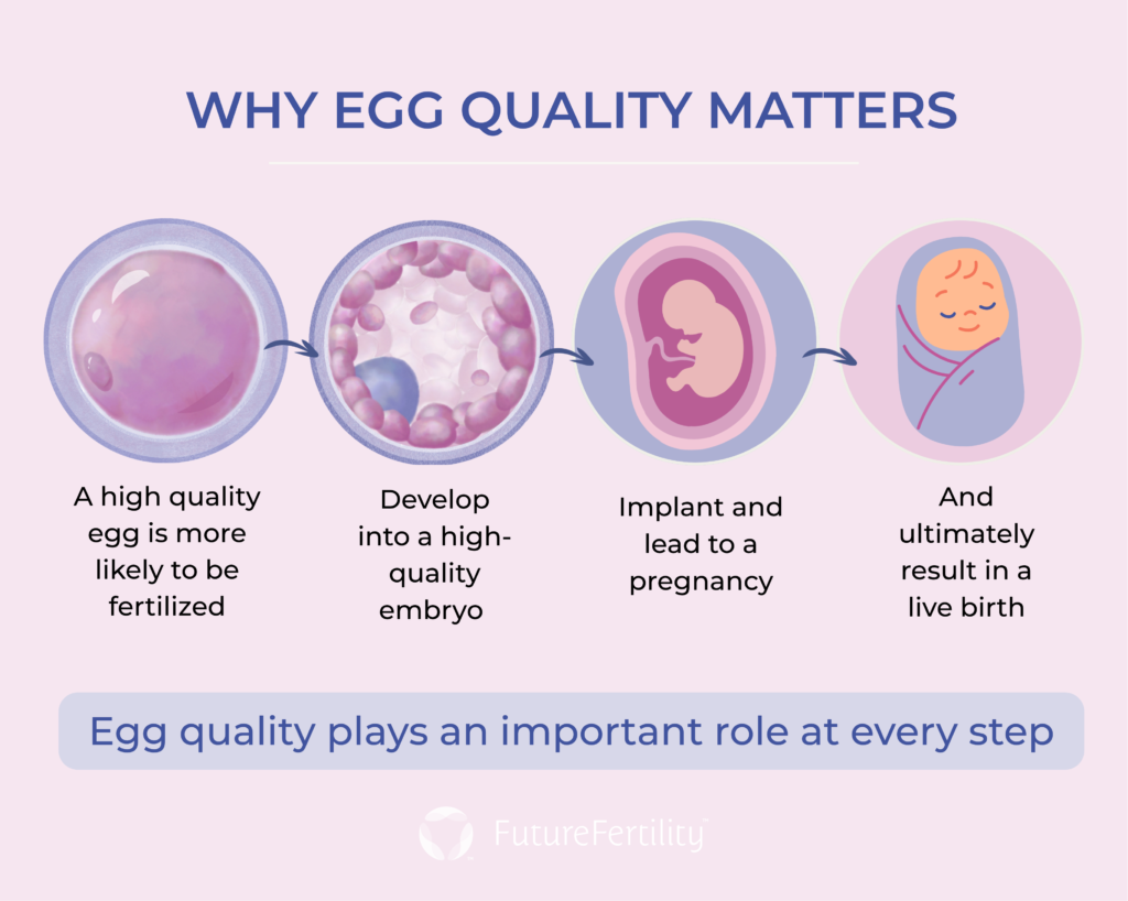 Graphic explaining that a high quality egg is more likely to be fertilized, develop into a high-quality embryo, implant and lead to pregnancy, and ultimately result in a live birth